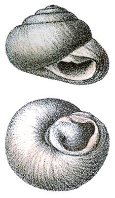 Sphincterochila boissieri (Charpentier, 1847), Typusart der Gattung Sphincterochila