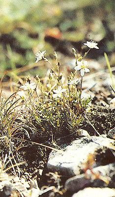 Galmei-Frühlings-Miere (Minuartia verna subsp. hercynica)