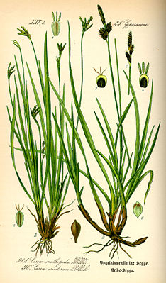 Illustration der Vogelfuß-Segge (Carex ornithopoda) (links) und der Heide-Segge (Carex ericetorum) (rechts)