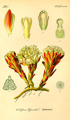 Gelber Zistrosenwürger (Cytinus hypocistis), Illustration