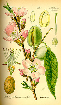 Mandelbaum (P. dulcis), Illustration