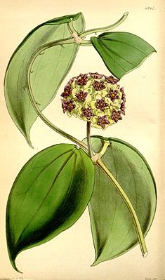 Hoya cinnamomifolia, Blütenstand