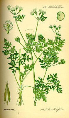 Gartenkerbel (Anthriscus cerefolium)