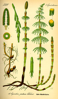 Wiesen-Schachtelhalm (Equisetum pratense)