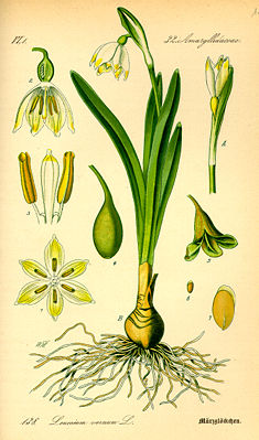 Frühlings-Knotenblume (Leucojum vernum), Illustration