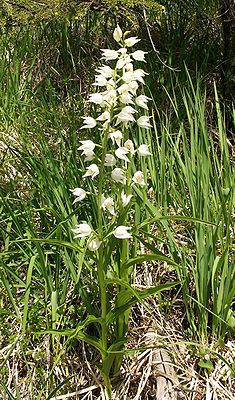 Langblättriges Waldvöglein(Cephalanthera longifolia)