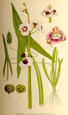 Gewöhnliches Pfeilkraut, Illustration