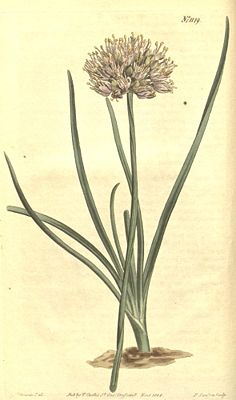 Kanten-Lauch (Allium angulosum), Illustration.