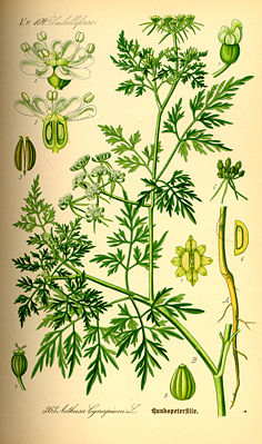 Hundspetersilie (Aethusa cynapium), Illustration