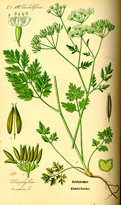 Hecken-Kälberkropf (Chaerophyllum temulum), Illustration