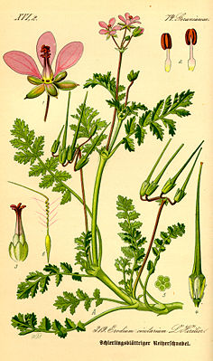 Gewöhnlicher Reiherschnabel (Erodium cicutarium), Illustration.