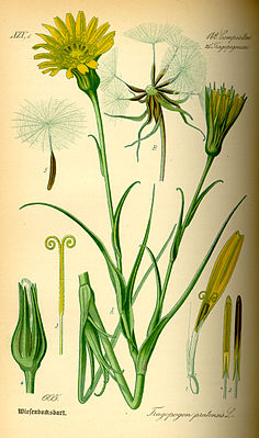 Wiesen-Bocksbart (Tragopogon pratensis), Illustration