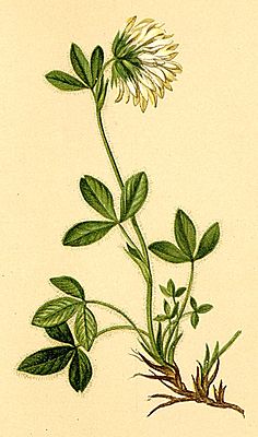 Trifolium noricum Atlas Alpenflora.jpg