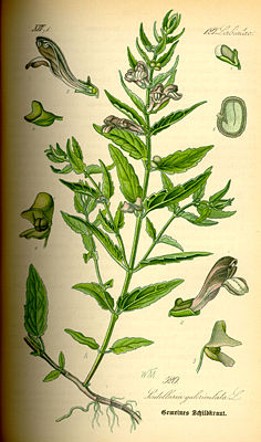 Sumpf-Helmkraut (Scutellaria galericulata)