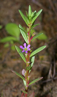Ysopblättriger Weiderich (Lythrum hyssopifolia)