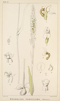 Brownleea parviflora - Bildtafel 43 in:Harry BolusIcones Orchidearum Austro-Africanarum(1896)