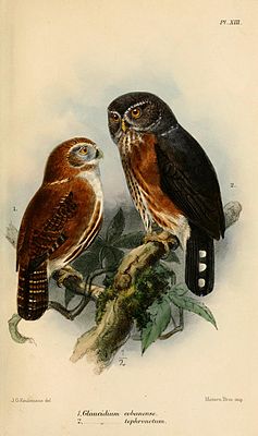 Guatemala-Sperlingskauz (links) und Rotbrust-Sperlingskauz (rechts)
