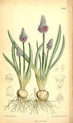 Himmelblaue Traubenhyazinthe (Muscari azureum), Illustration.
