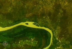NASA-World-Wind-Satellitenbild:Der Gambia fließt hier im Bildausschnitt in westlicher Richtung. Der Nianimaru Forest Park beginnt auf der Fluss-Nordseite gegenüber Bird Island.