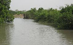 Typische Mangrovenlandschaft in Gambia
