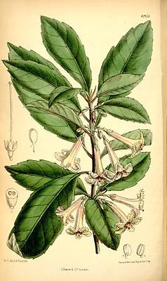 Alseuosmia macrophylla, Illustration.