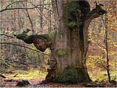 Alte, aufrecht verrottende Eiche im Urwald Sababurg