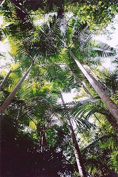 Bangalow Palm (Archontophoenix cunninghamiana) im Middle-Brother-Nationalpark