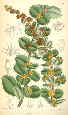 Illustration von Berberis actinacantha aus „Curtis' Botanical Magazine“ (1884)