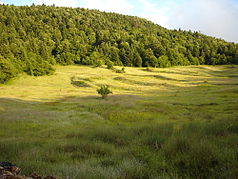 Blick auf einen der Wälder