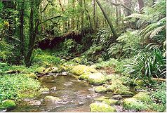 Das Brindle Creek im Border-Range-Nationalpark