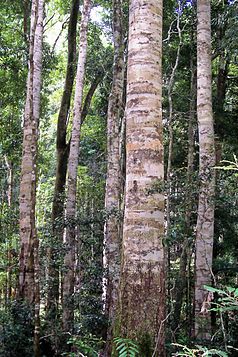 Coachwood (Ceratopetalum apetalum) im Nimboy-Binderay-Nationalpark