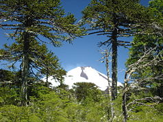Vulkan Llaima zwischen Araukarien im Nationalpark Conguillio