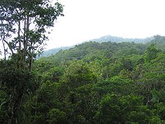 Regenwald im Daintree-Nationalpark
