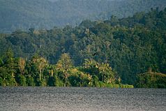 Danau Lindu w bird 2007.jpg