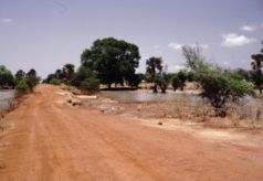 Typische Savannenlandschaft in Gambia
