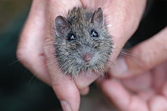 Hastings River Mouse, eine bedrohte Tierart im Nationalpark