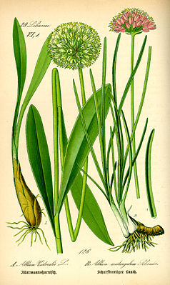 links: Allermannsharnisch (Allium victoralis)