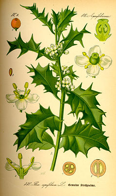 Europäische Stechpalme (Ilex aquifolium), Illustration.