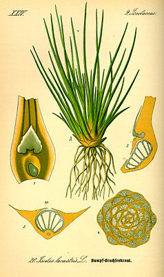 See-Brachsenkraut (Isoetes lacustris)(A) Ganze Pflanze - (1) Blattgrund mit Sporangium am Grund und Blatthäutchen darüber -  (2) Längsschnitt und (3) Querschnitt des Blattgrundes mit dem gekammerten Sporangium - (4) Querschnitt durch Sprossbasis