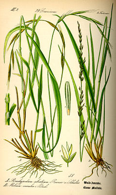 links: Wald-Zwenke (Brachypodium sylvaticum)