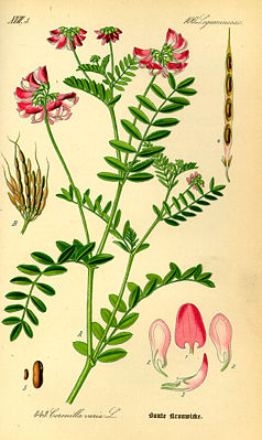 Bunte Kronwicke (Securigera varia), Illustration.