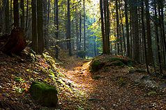 Wald im Nationalpark Magura