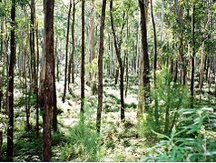 Eukalyptuswald im Monga-Nationalpark