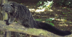 der Binturong