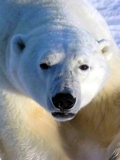 Eisbär am Cape Churchill
