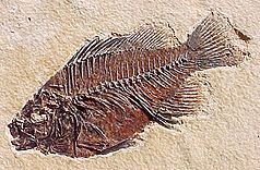 Fossil des Knochenfisches Priscacara liops