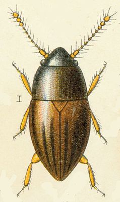 Ptenidium gressneri.jpg