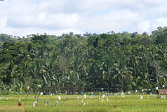 Blick auf die Hügel des Rajah Sikatuna Protected Landscape