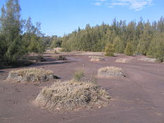 Eine Schlammfläche in der Longneck Lagoon