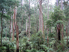 Riesen-Eukalyptus und Baumfarne im Sherbrooke Forest